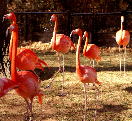 Beautiful Flamingos, Tulsa Zoo, Tulsa,OK